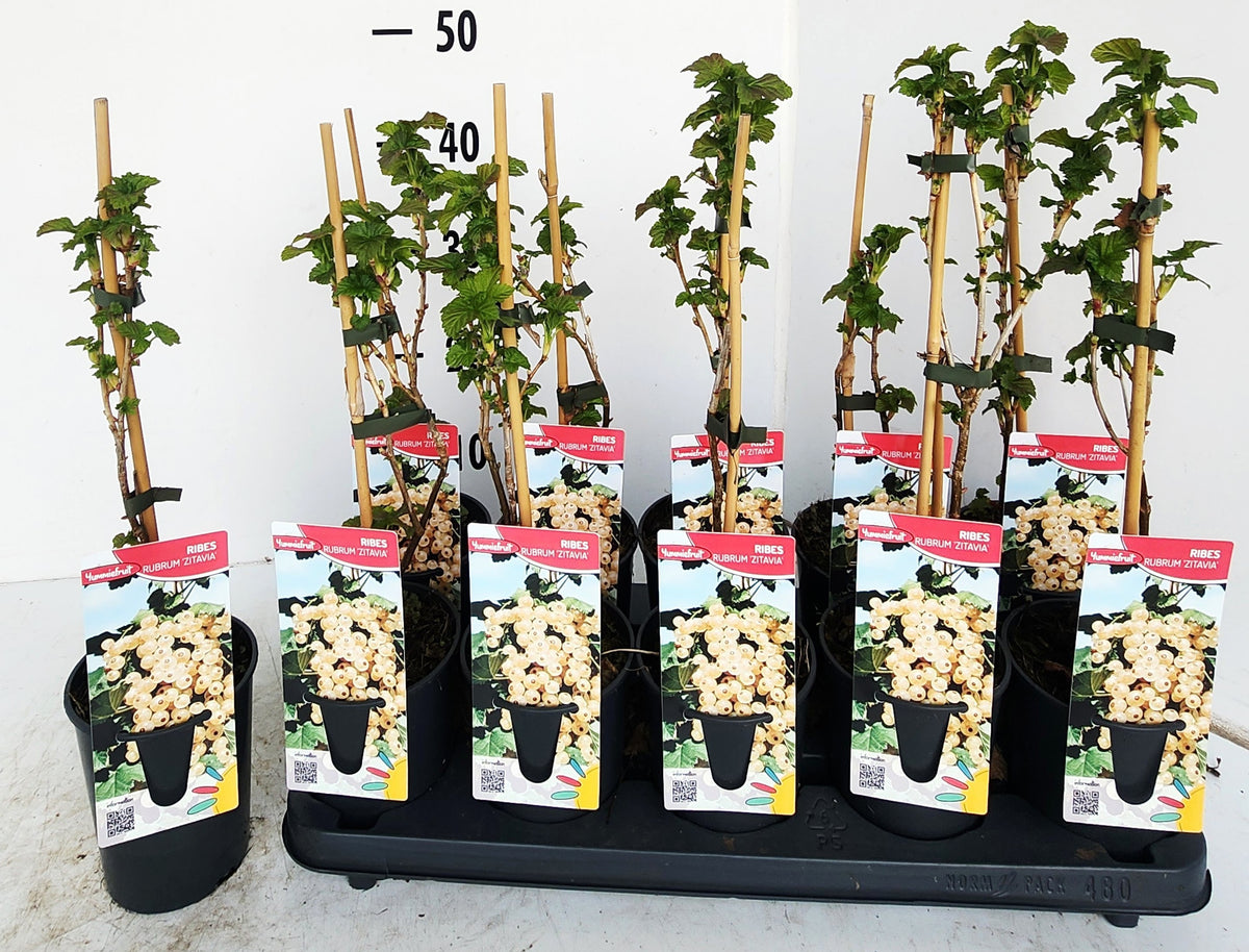 Ribes rub. witte Hollander 50cm 12cm Pot