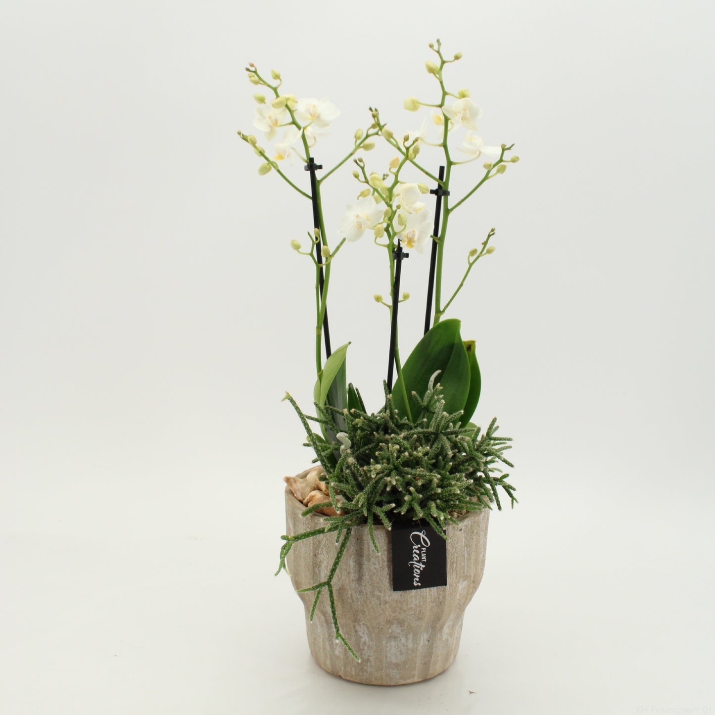Phalaenopsis arrangement 50cm 16cm Pot