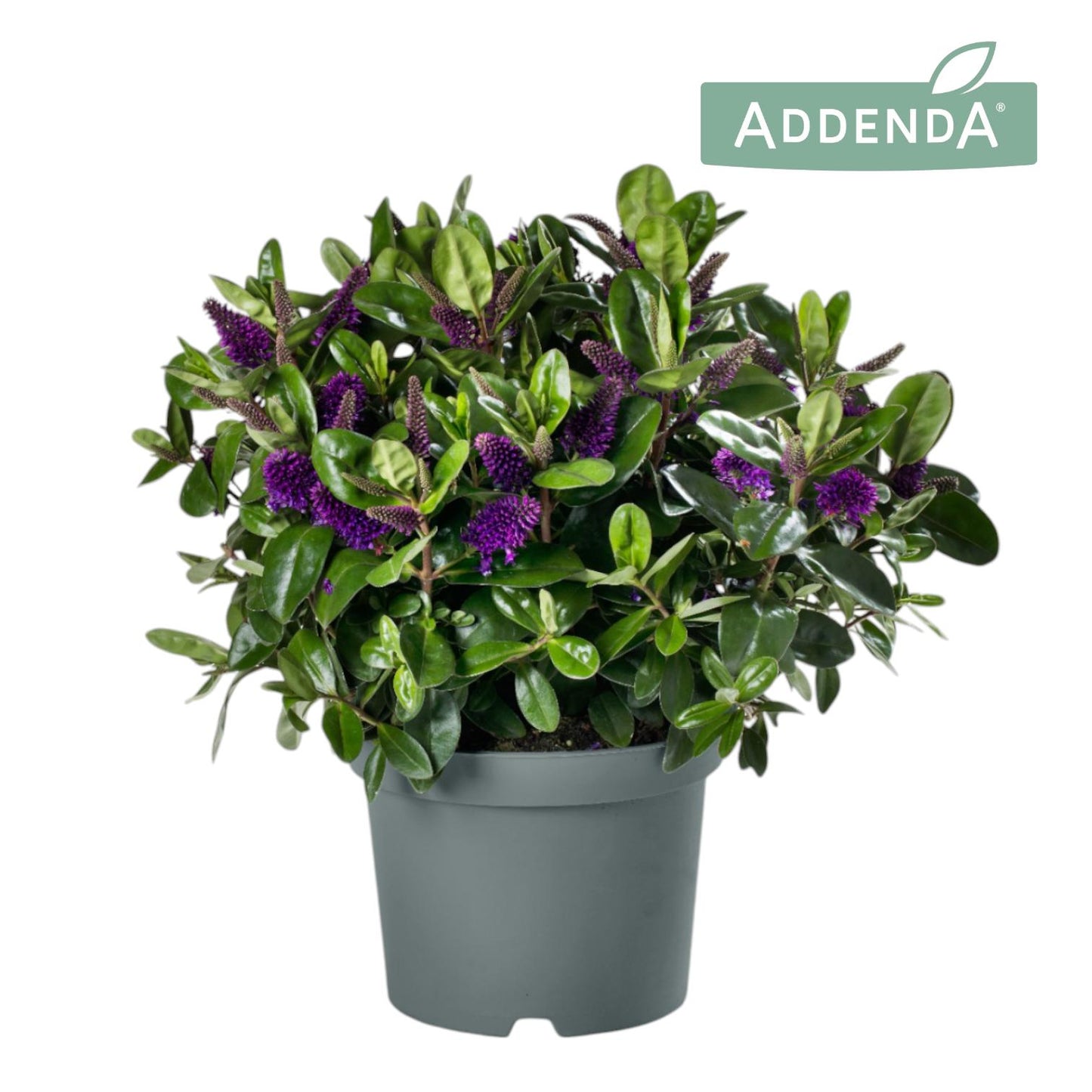 FlevoFlora Hebe Donna Purple Pack of 3