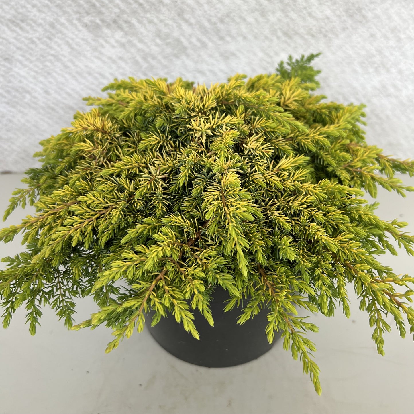 Juniperus communis 25cm 19cm Pot