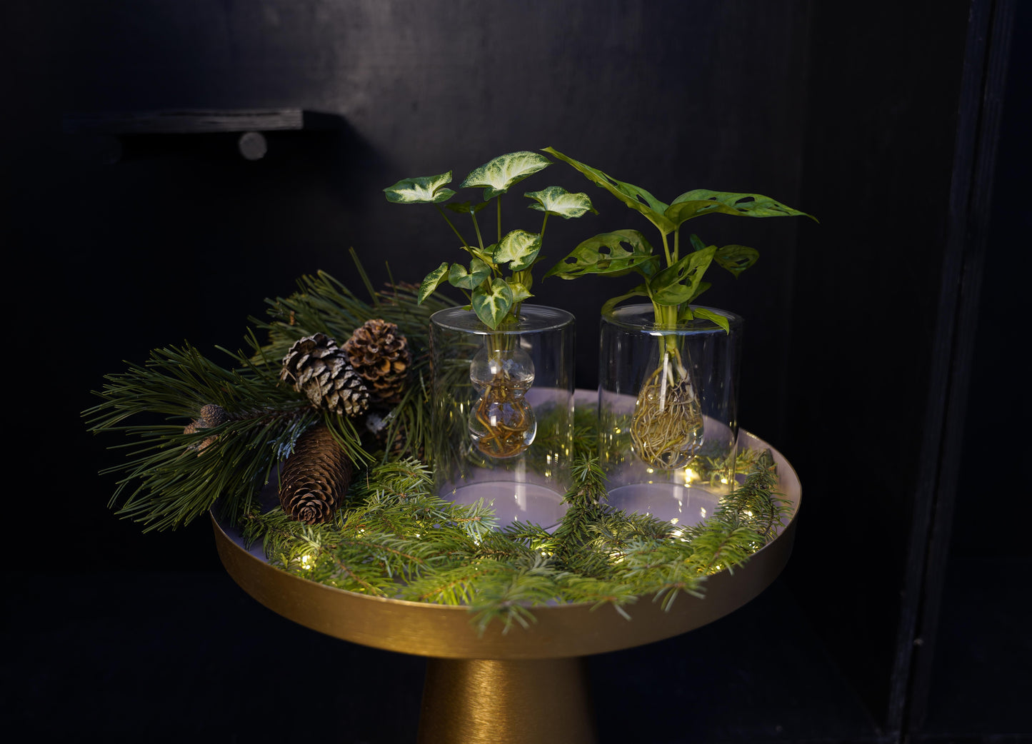 Foliage houseplants mix 20cm 7cm Pot