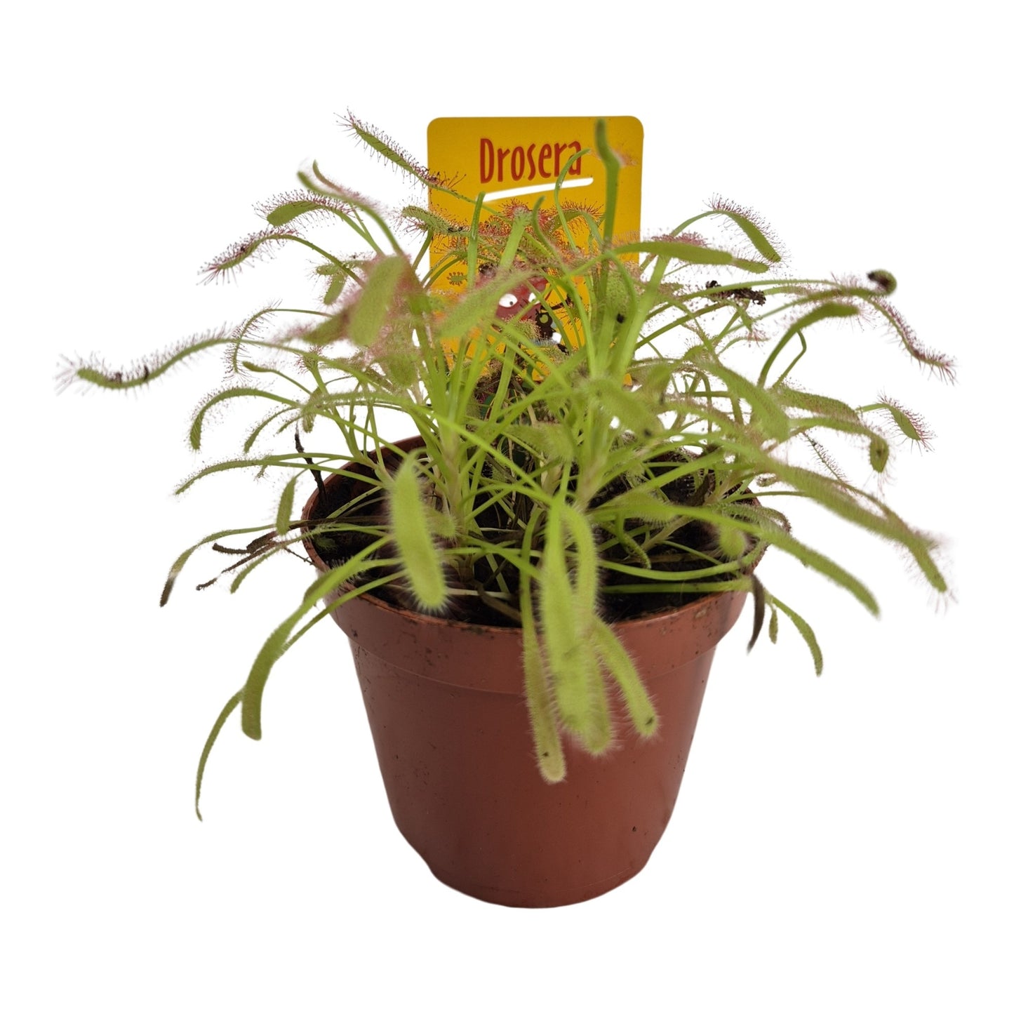 Drosera mix 12cm 8.5cm Pot