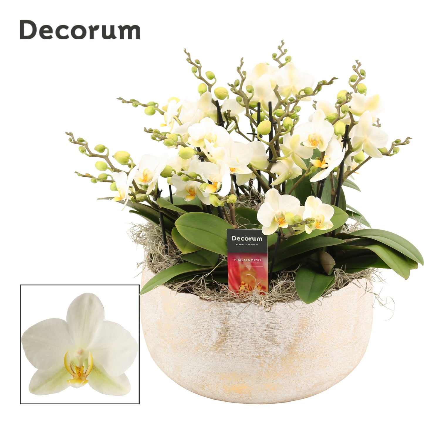 Phalaenopsis mf. Lausanne 35cm 28cm Pot