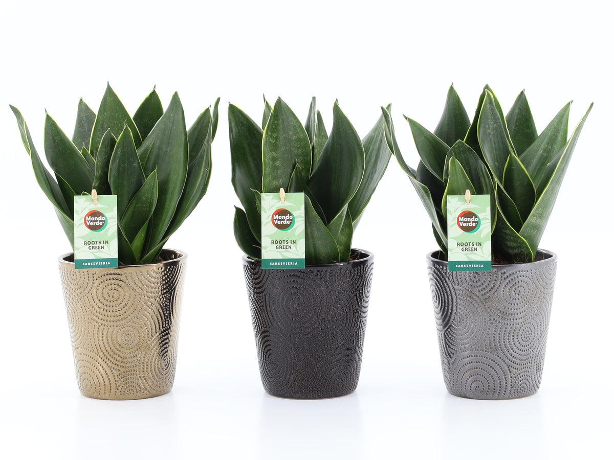 Sansevieria trifasciata 35cm 13cm Pot