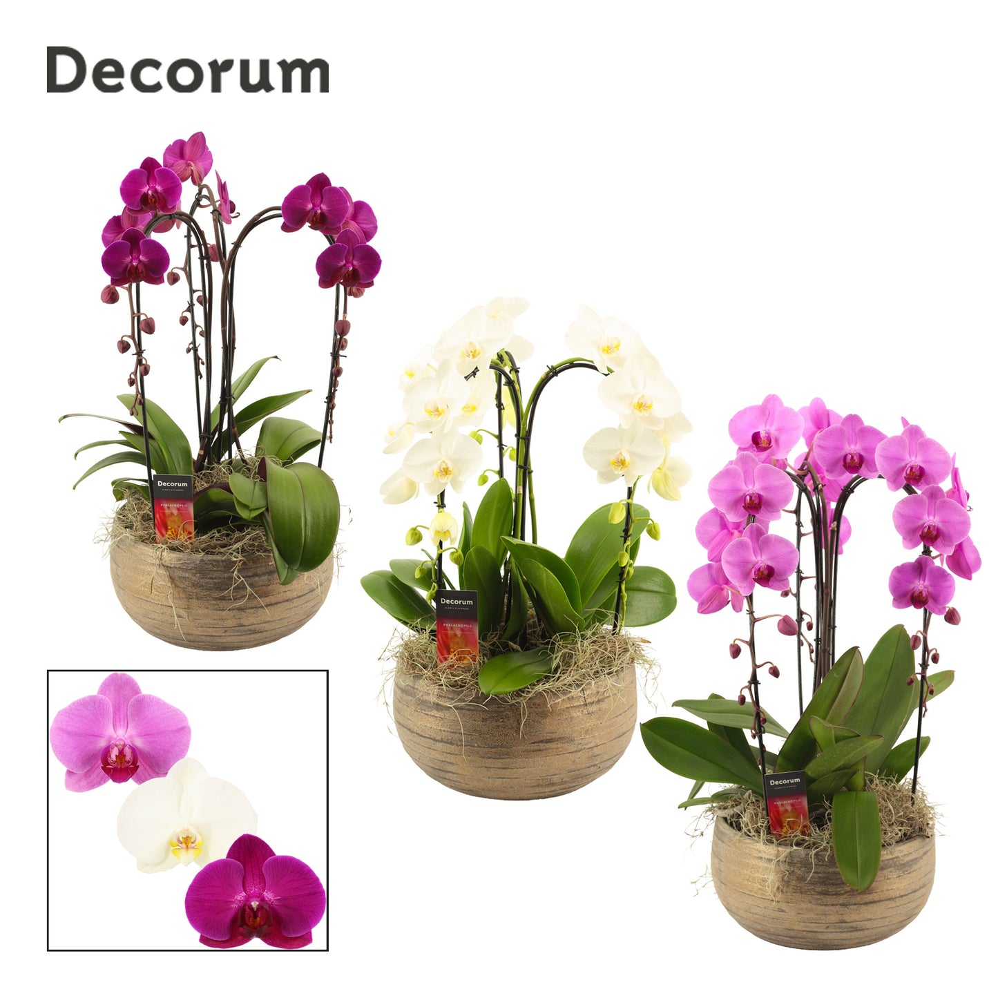 Phalaenopsis mix 55cm 27cm Pot