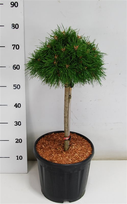 Pinus mugo Benjamin 90cm 32cm Pot