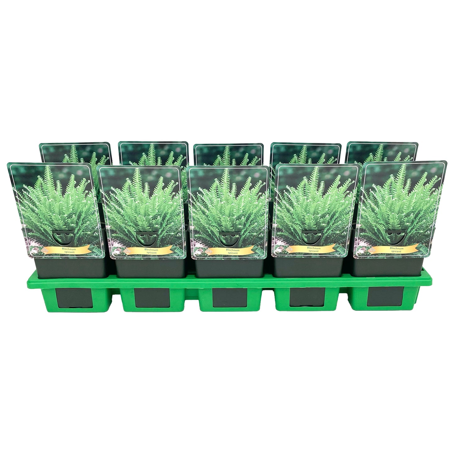 Blechnum spicant 25cm 11cm Pot