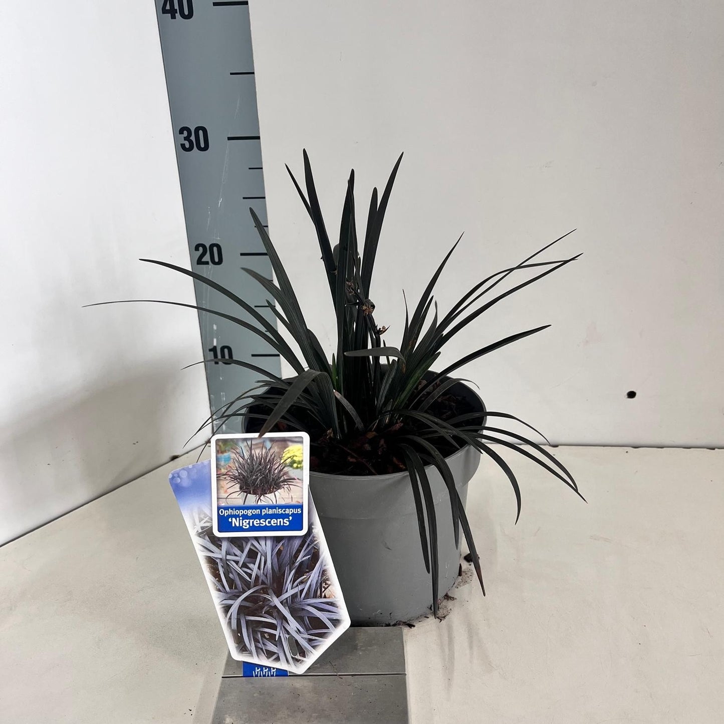 Ophiopogon plan. Nigrescens 15cm 17cm Pot