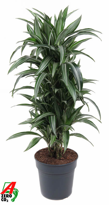 Dracaena frag. Ulises 110cm 27cm Pot
