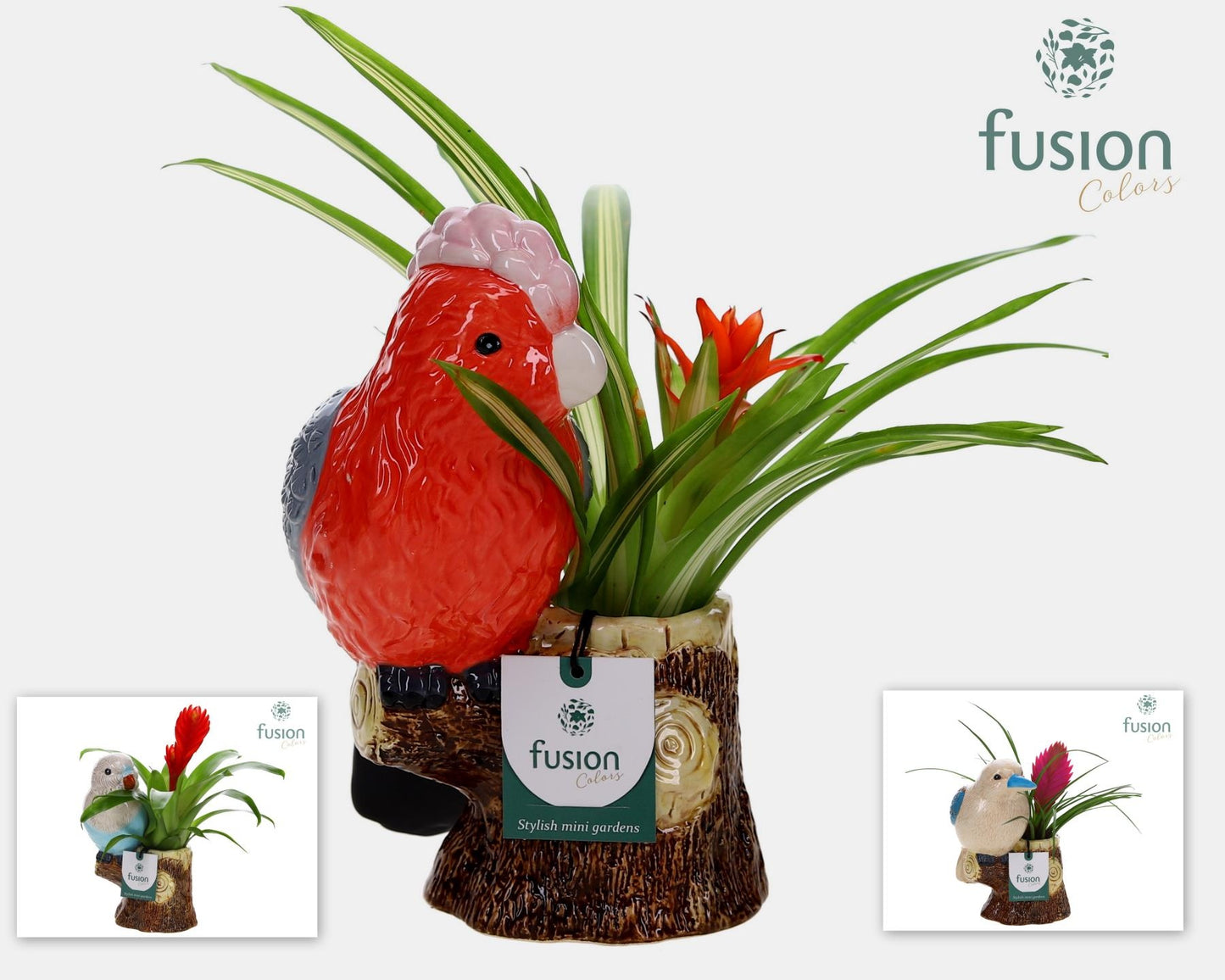 arr. Bromelia 29cm 15cm Pot