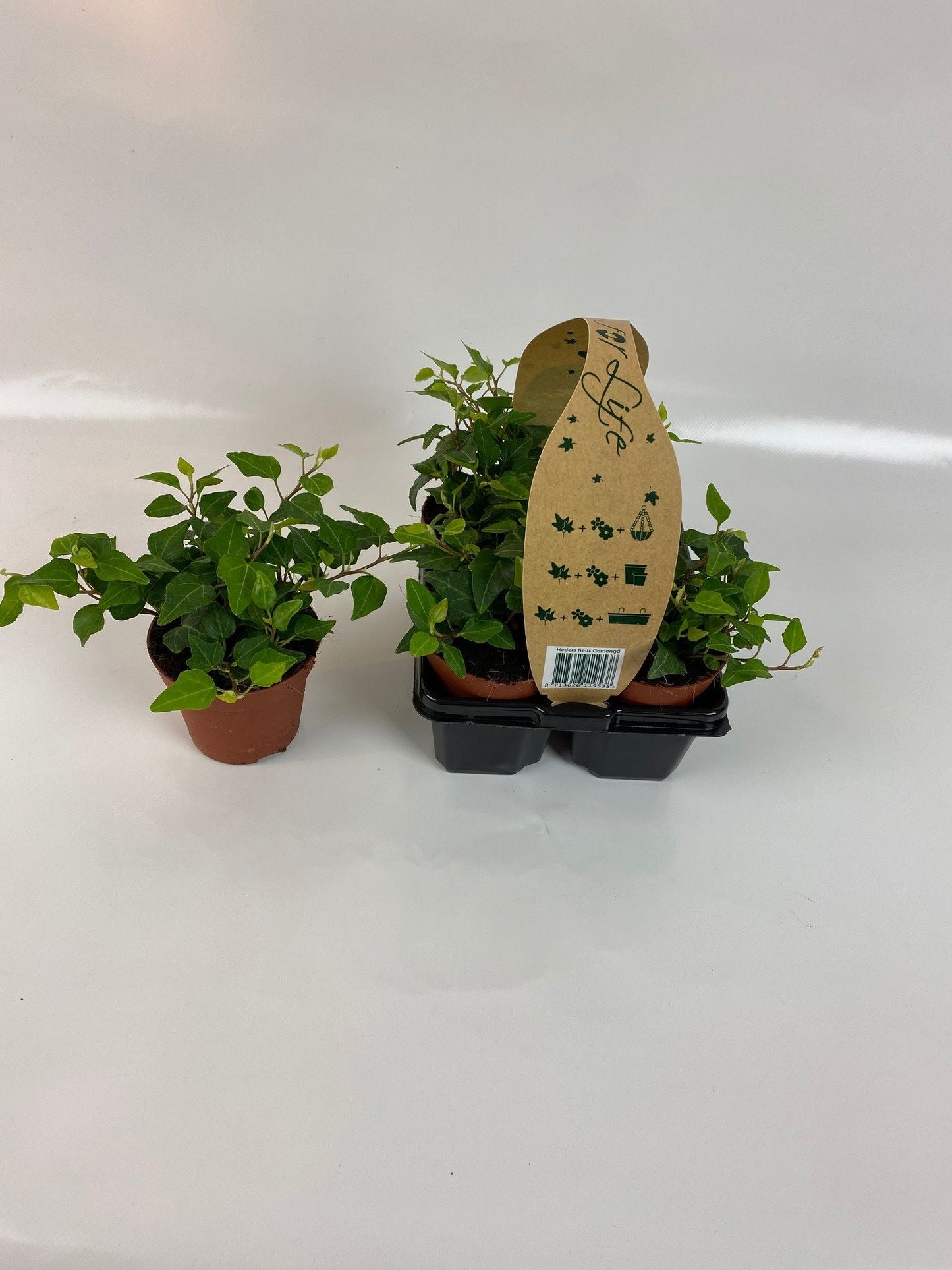 Hedera helix green 9cm Pot
