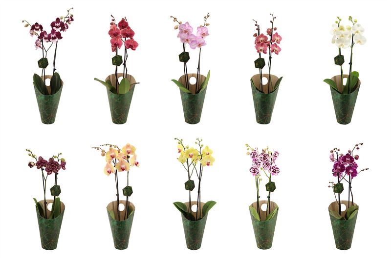 Phalaenopsis Hybrid 60cm 12cm Pot