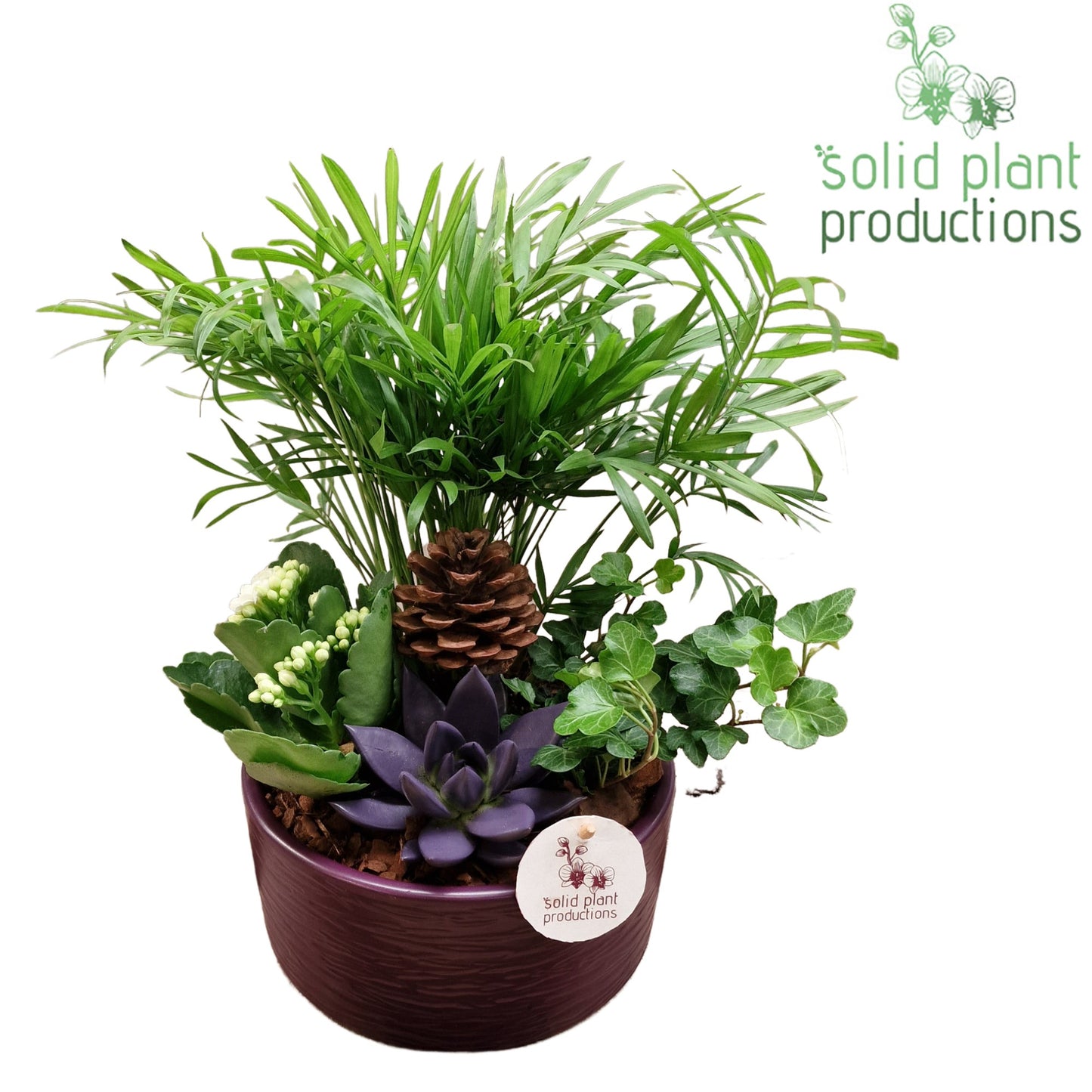 CE003 Loes Purple Echeveria 38cm 18cm Pot
