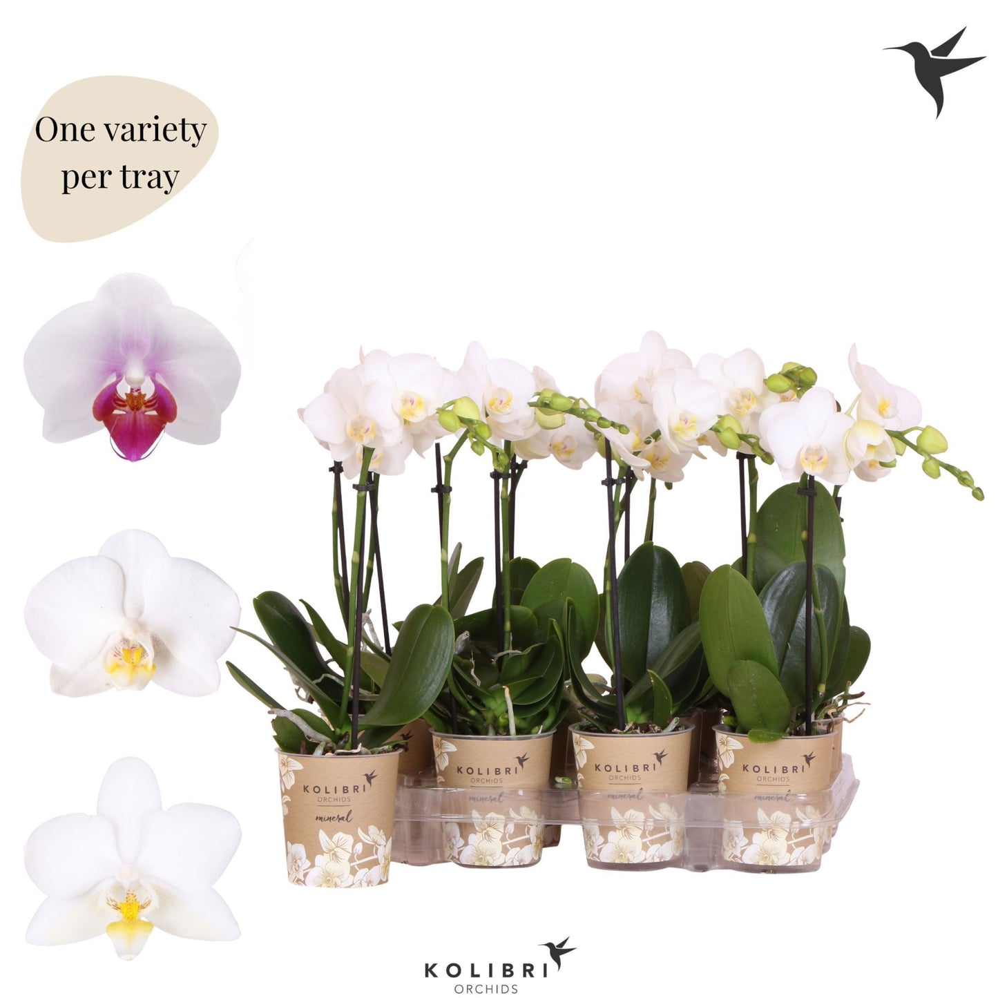 Phalaenopsis multiflora white 40cm 9cm Pot