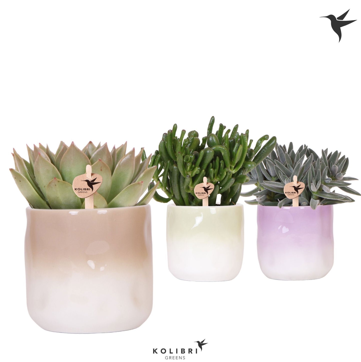 OK Plant Succulenten mix (+ drp.ceramic) Pack of 4