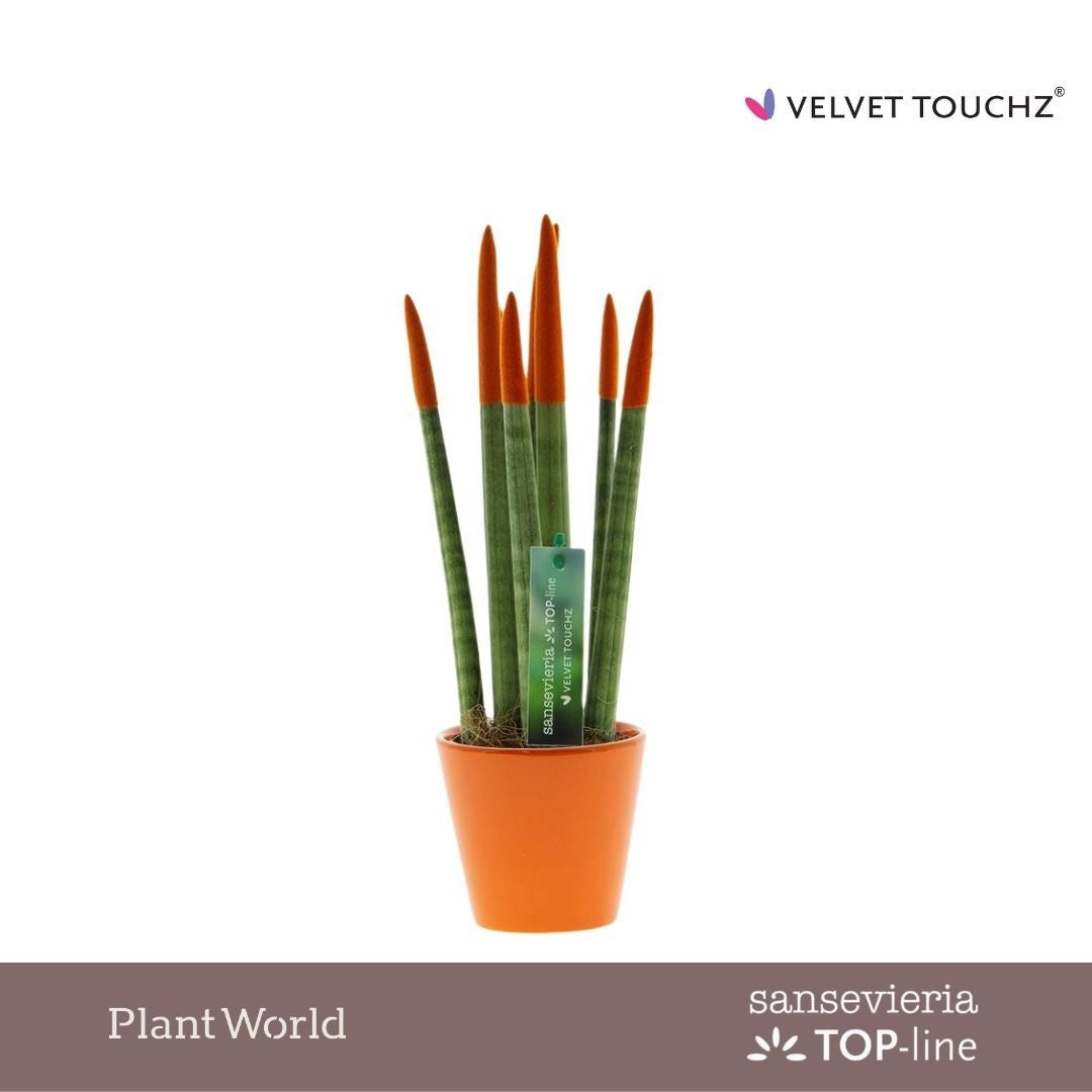 Sansevieria cylindrica 35cm 8.5cm Pot