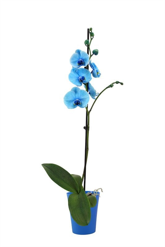 Phalaenopsis Hybrid 55cm 12cm Pot