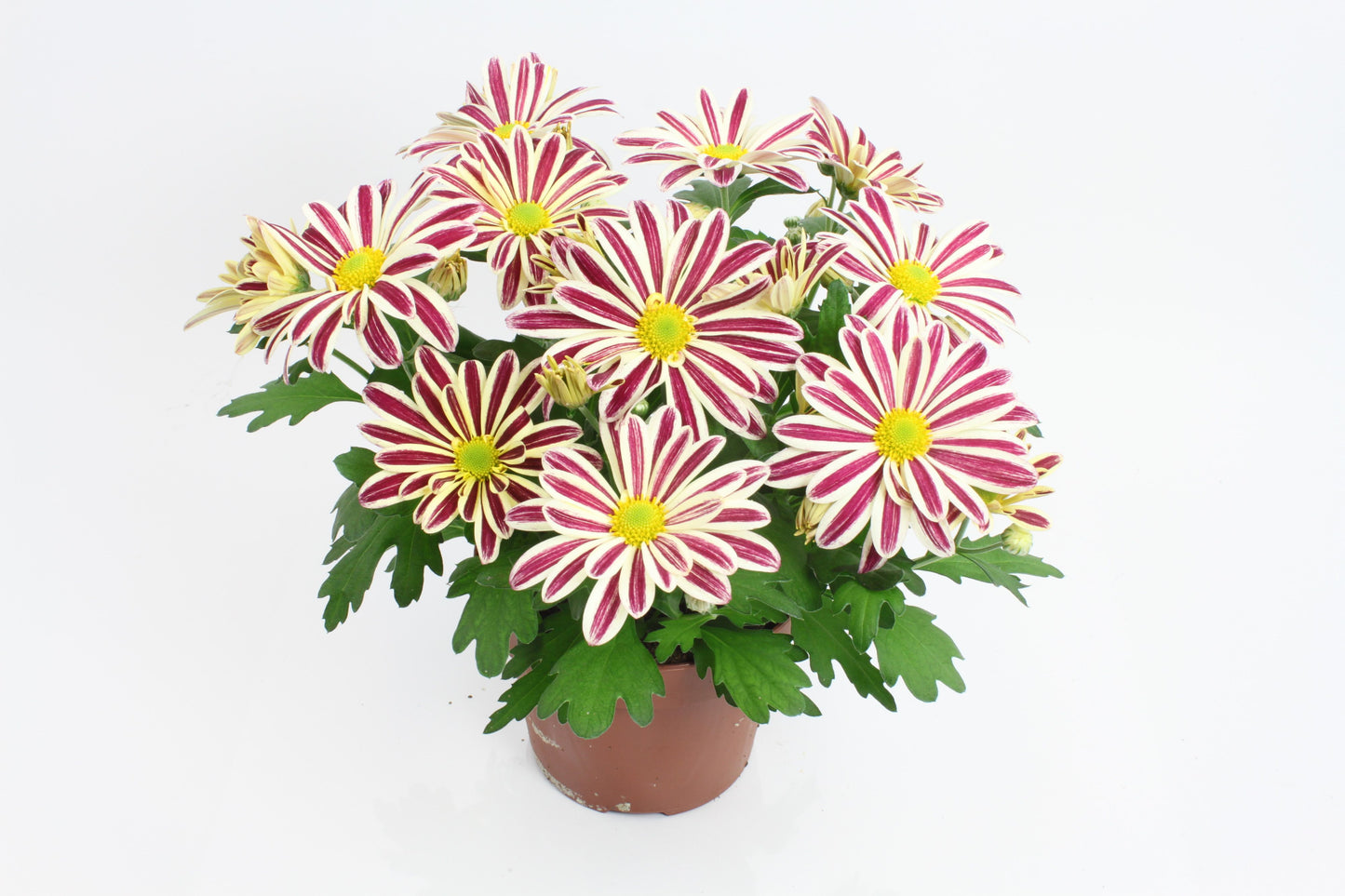 Chrysanthemum Showdance 27cm 14cm Pot