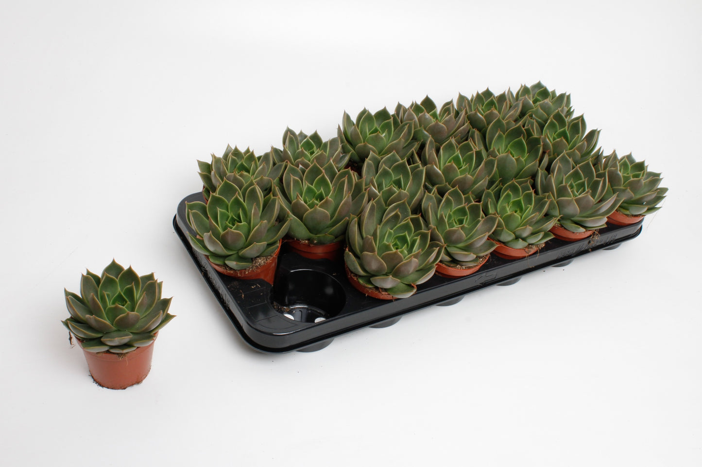 Lock, Handelskwekerij Echeveria Hybrid Pack of 12