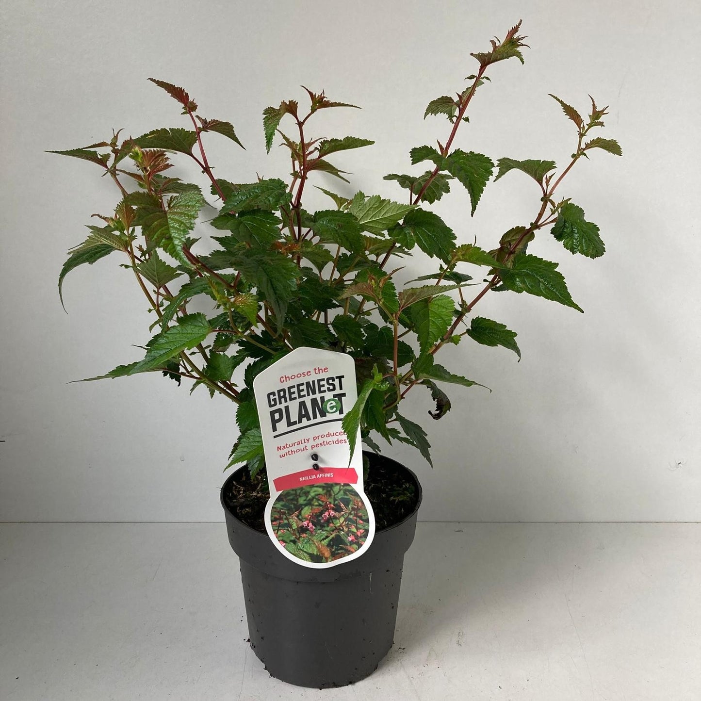 Neillia affinis 35cm 17cm Pot