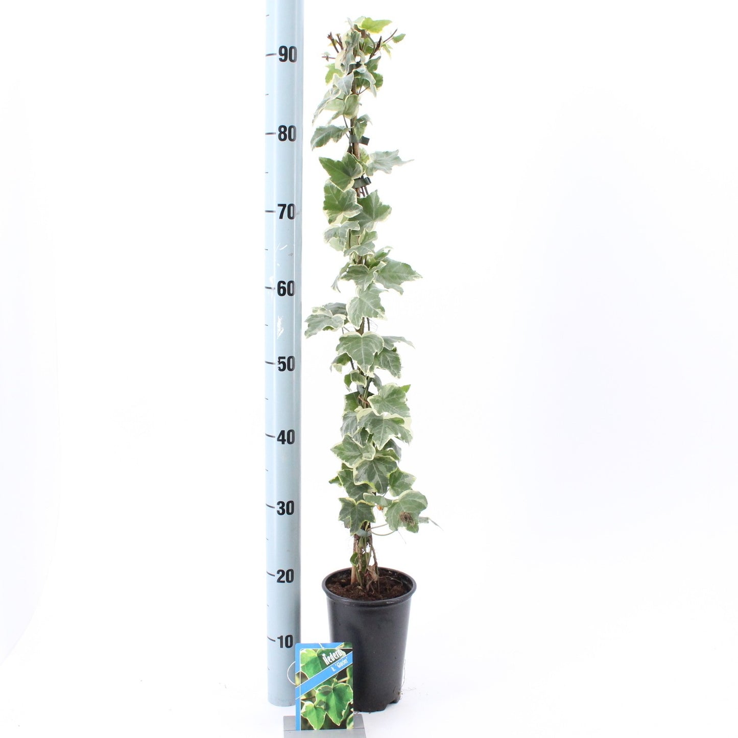 Hedera helix Glacier 14cm Pot