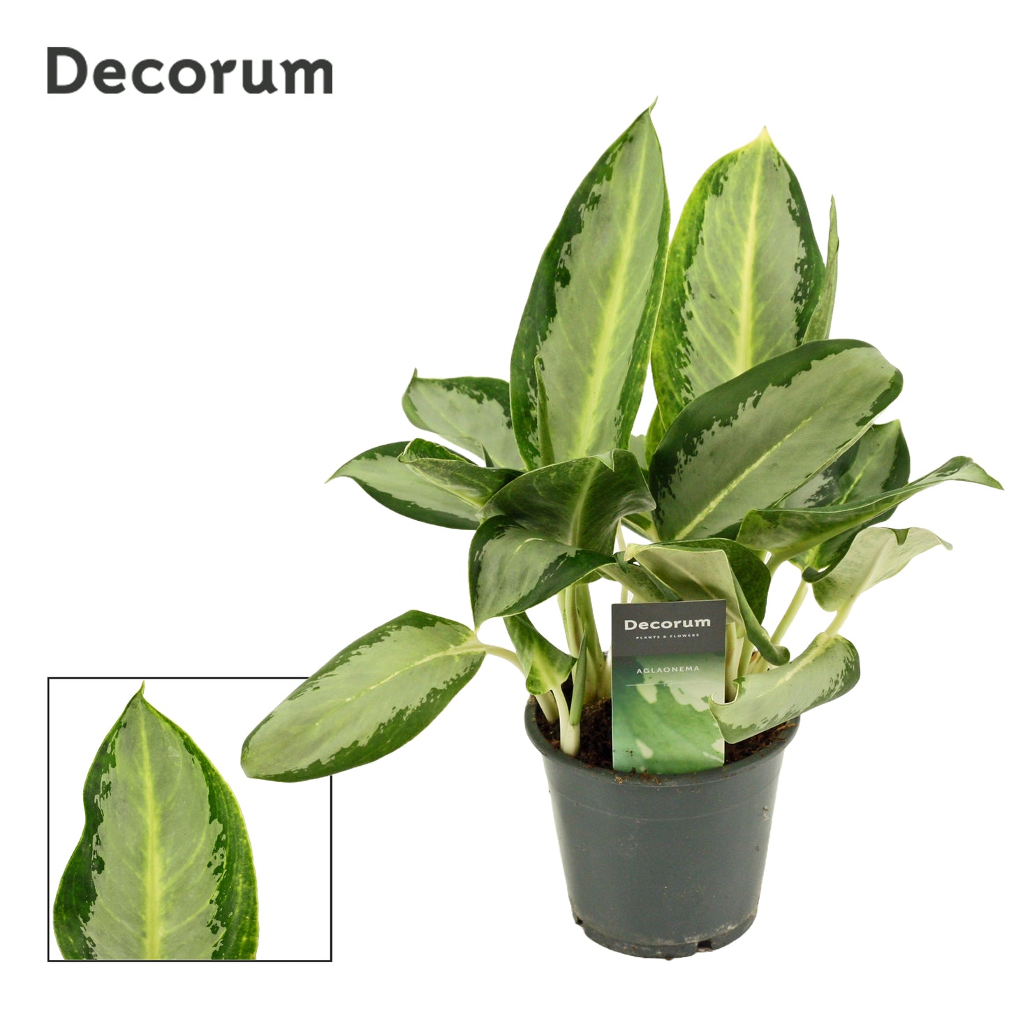 Aglaonema Osaka 35cm 12cm Pot
