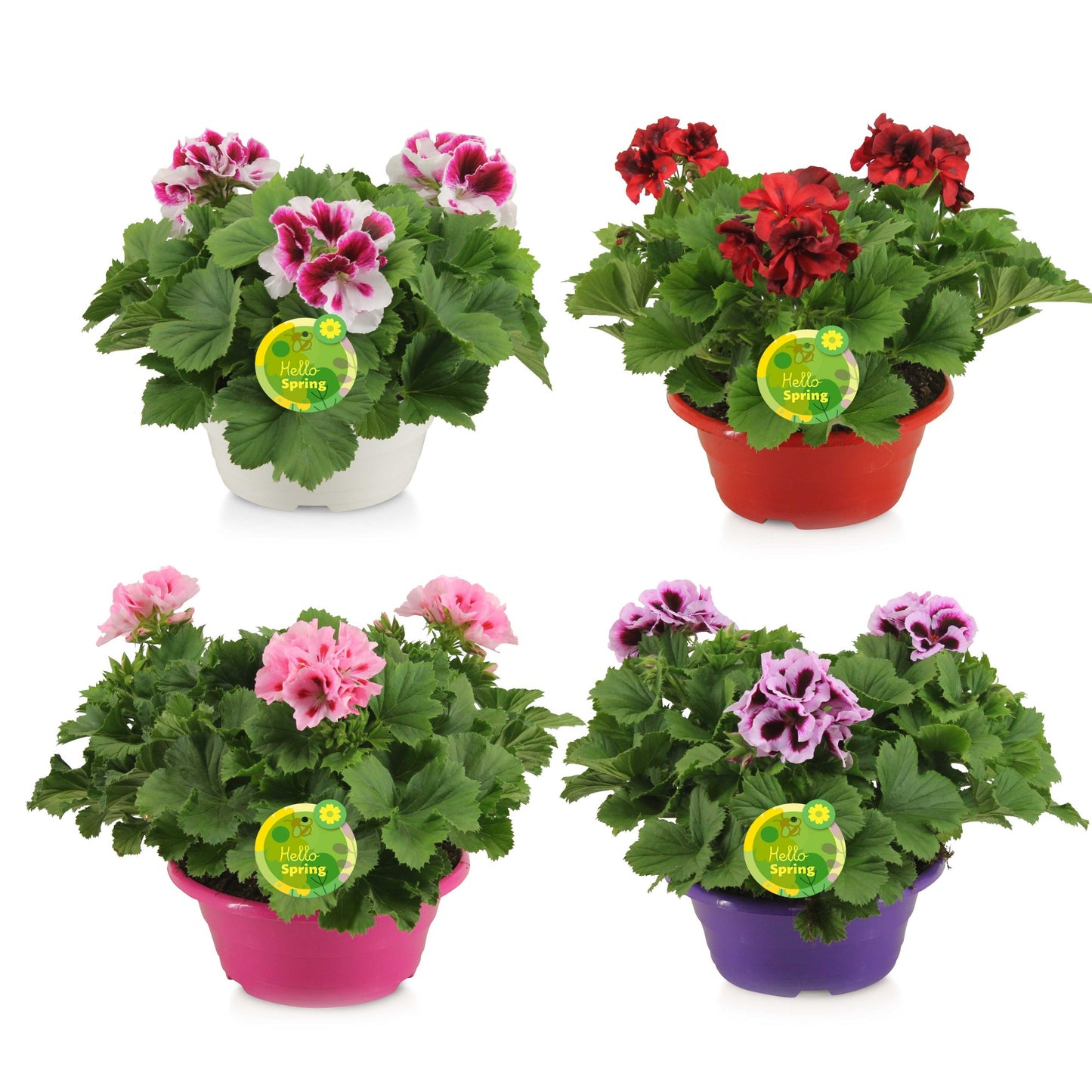 Pelargonium gr. mix 30cm 23cm Pot