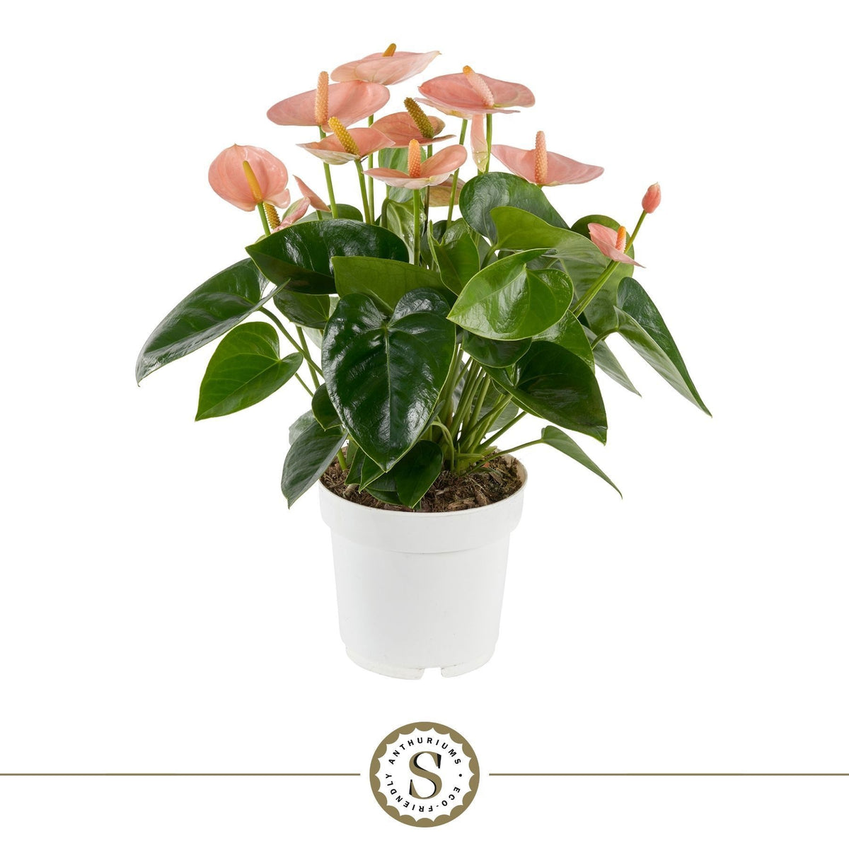 Anthurium Spirit 50cm 14cm Pot