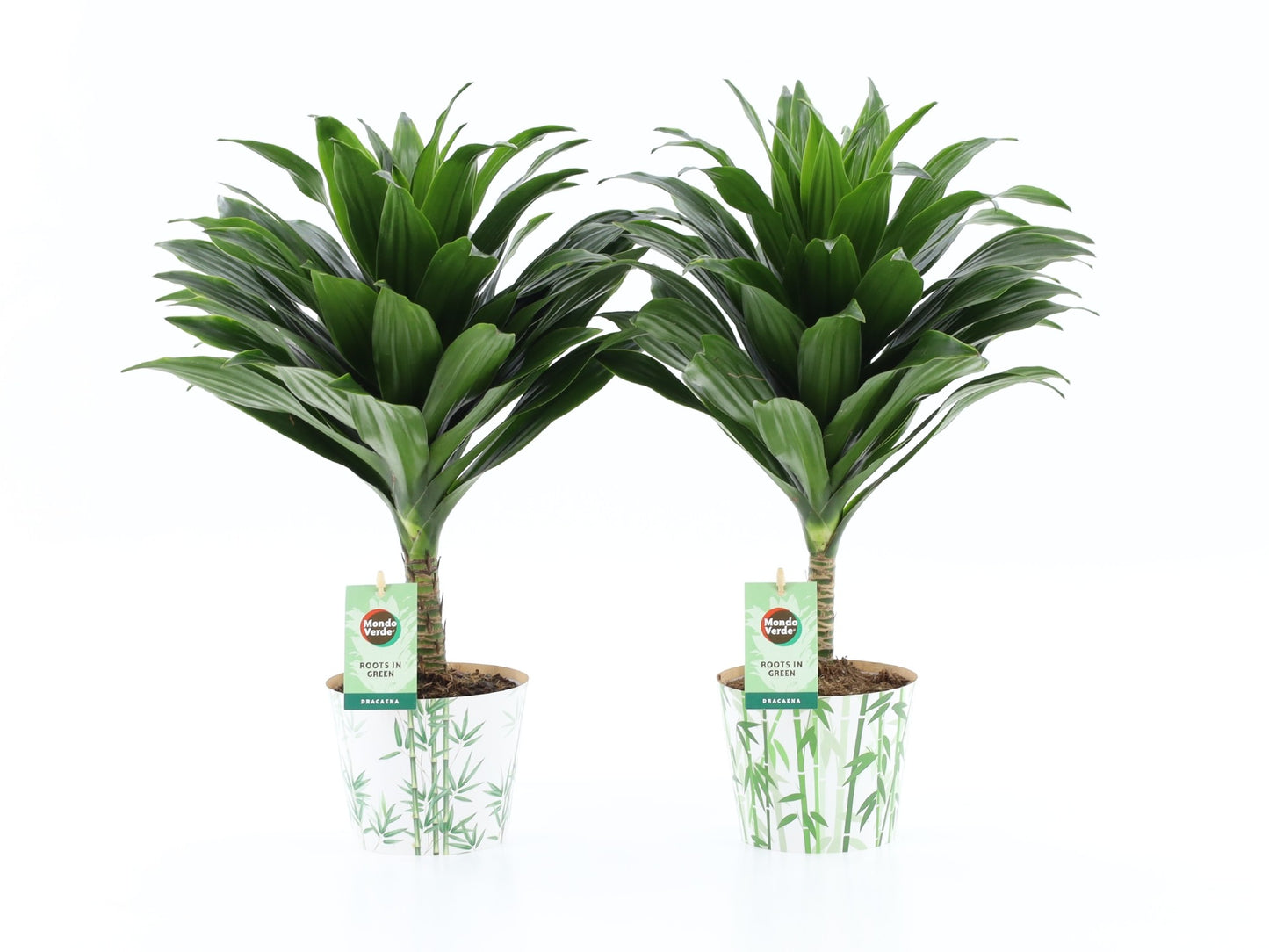 Dracaena fragrans Janet Craig 40cm 12cm Pot