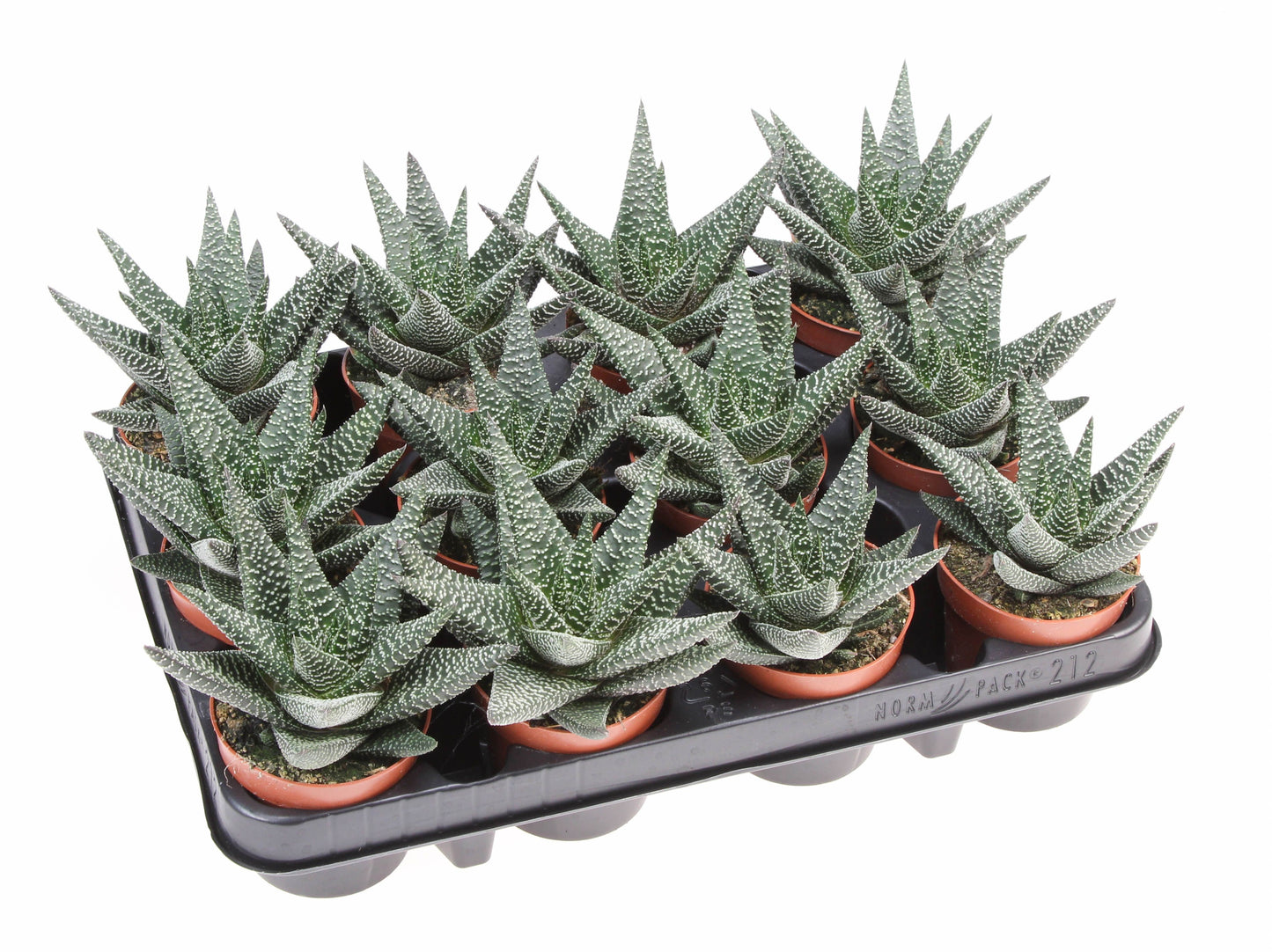 Euro Cactus Holland Bv Gasterhaworthia Royal Highness Pack of 12