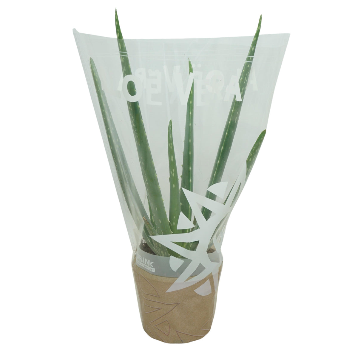 Aloe vera 30cm 10.5cm Pot