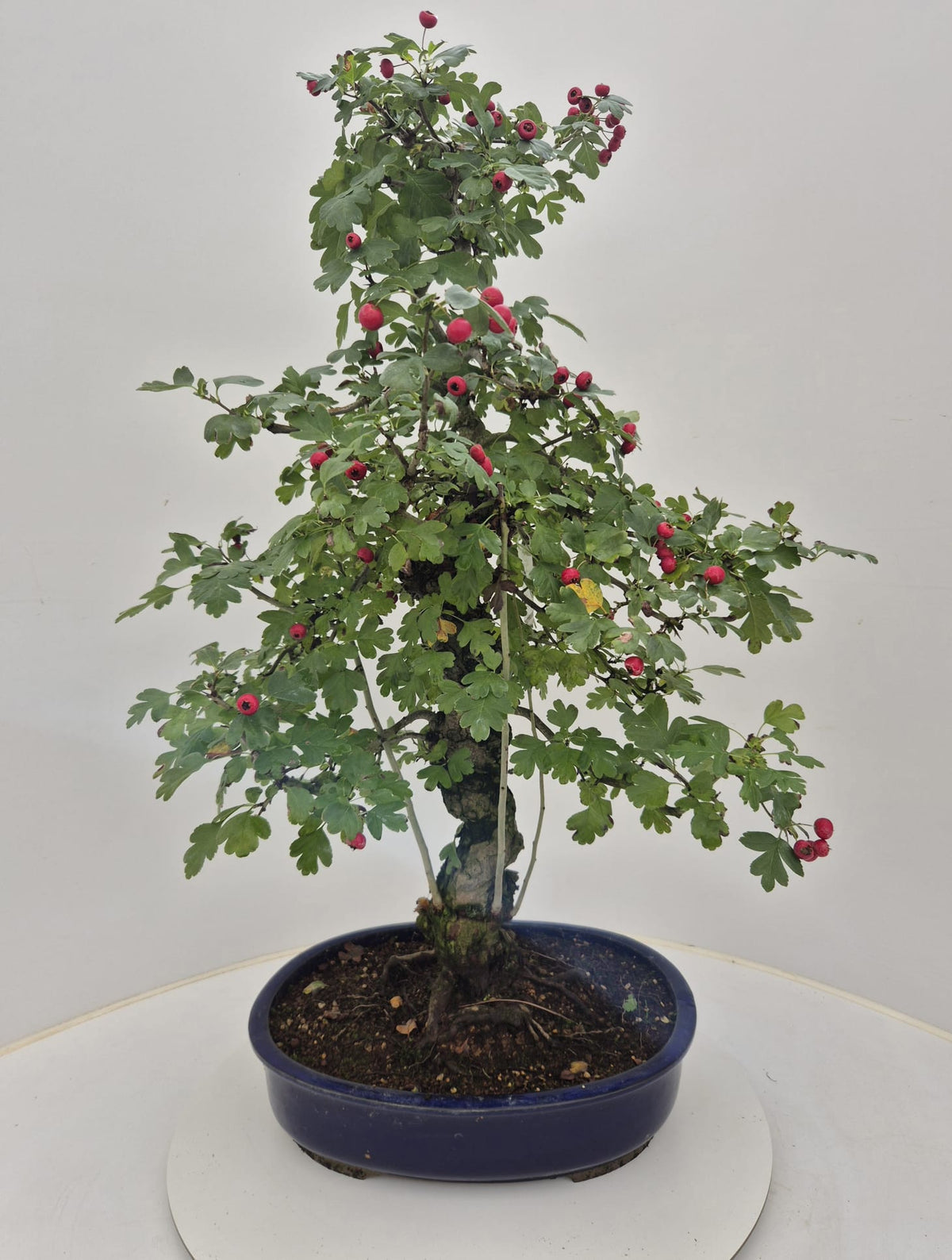 Bonsai Metasequoia Forest 92cm 32cm Pot