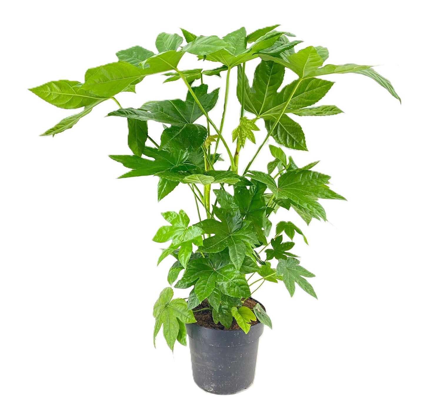 Fatsia japonica 90cm 24cm Pot