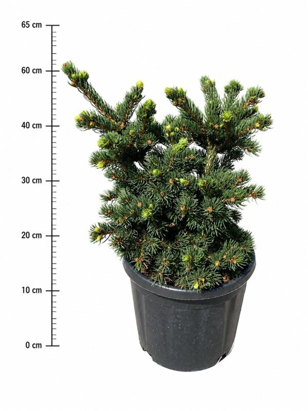 Picea pungens Lucky Strike 70cm 32cm Pot
