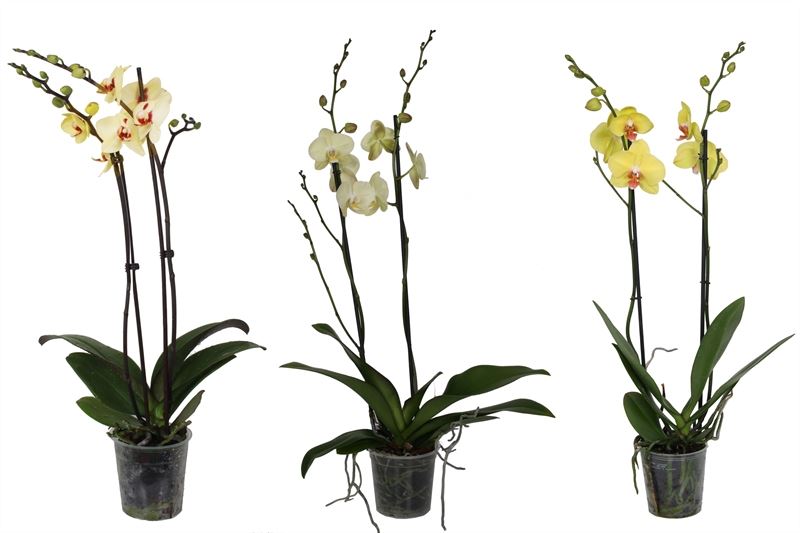 Phalaenopsis yellow 60cm 12cm Pot