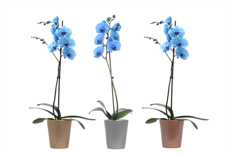 Phalaenopsis Hybrid 55cm 12cm Pot