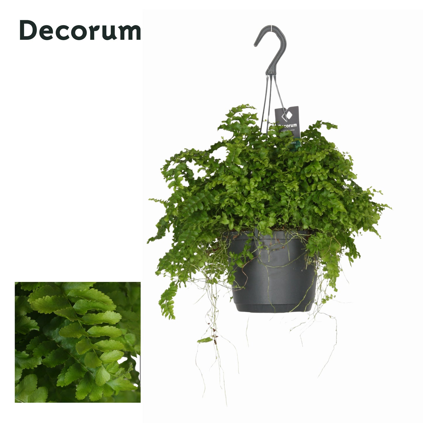 Hillplant BV Nephrolepis Pom Pom Pack of 6