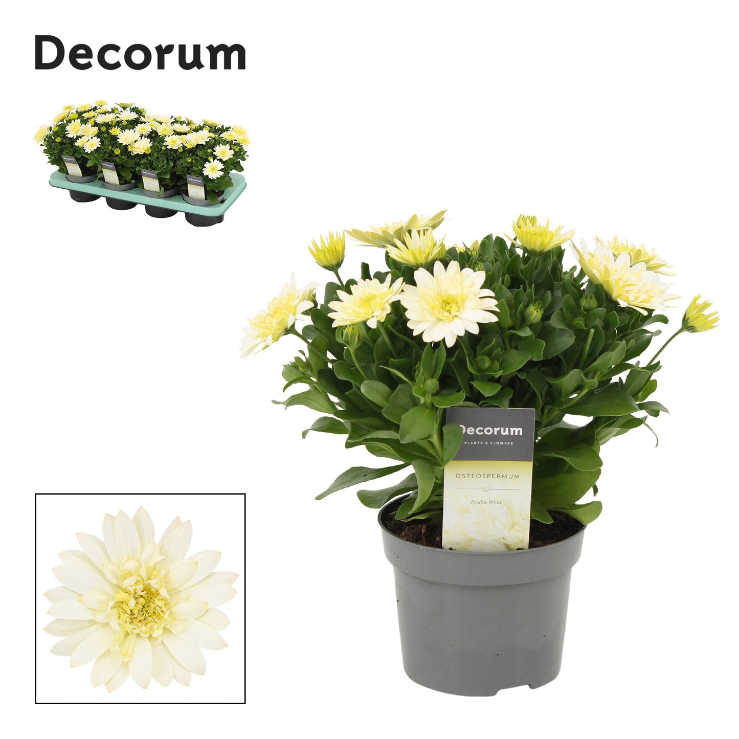 Osteospermum 25cm 12cm Pot