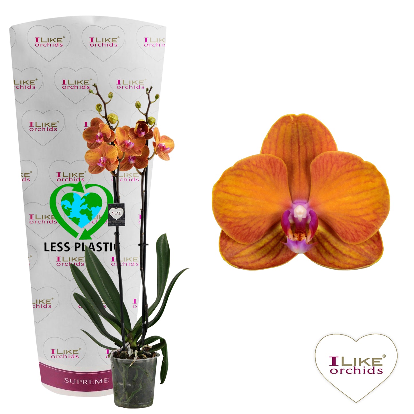 Phalaenopsis Bolonga 55cm 12cm Pot