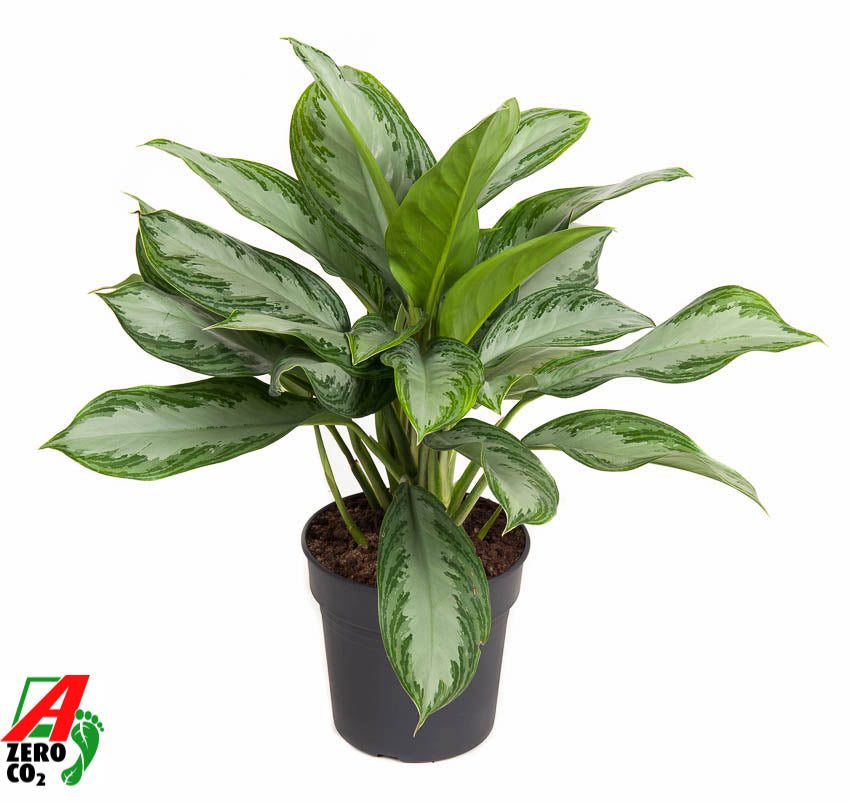 Aglaonema Silver Bay 50cm 19cm Pot