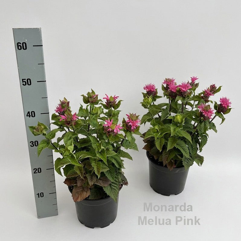 Monarda didyma 45cm 19cm Pot