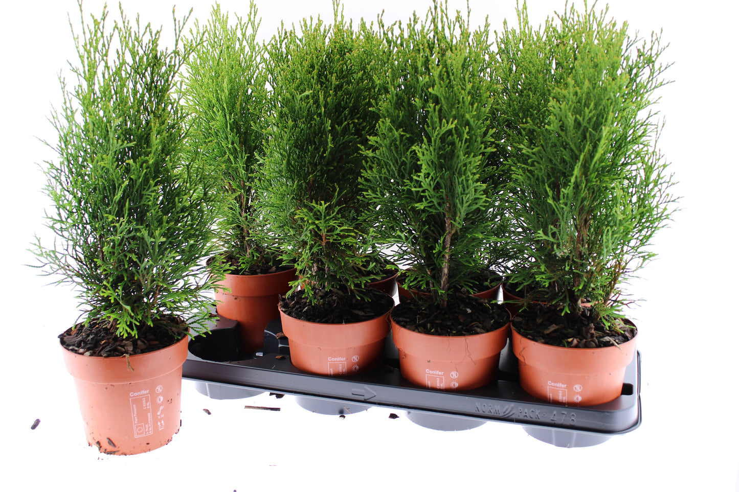 Thuja occidentalis Smaragd 45cm 13cm Pot