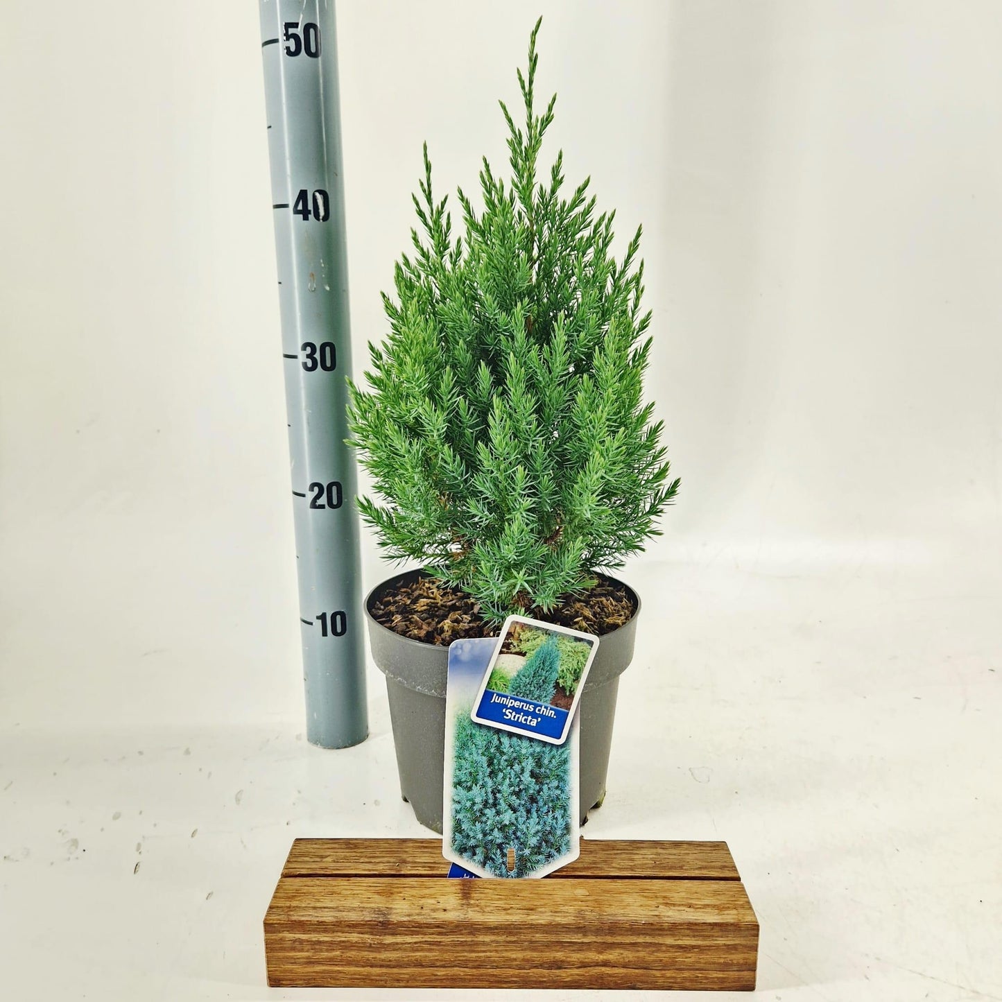 Juniperus Stricta 50cm 19cm Pot