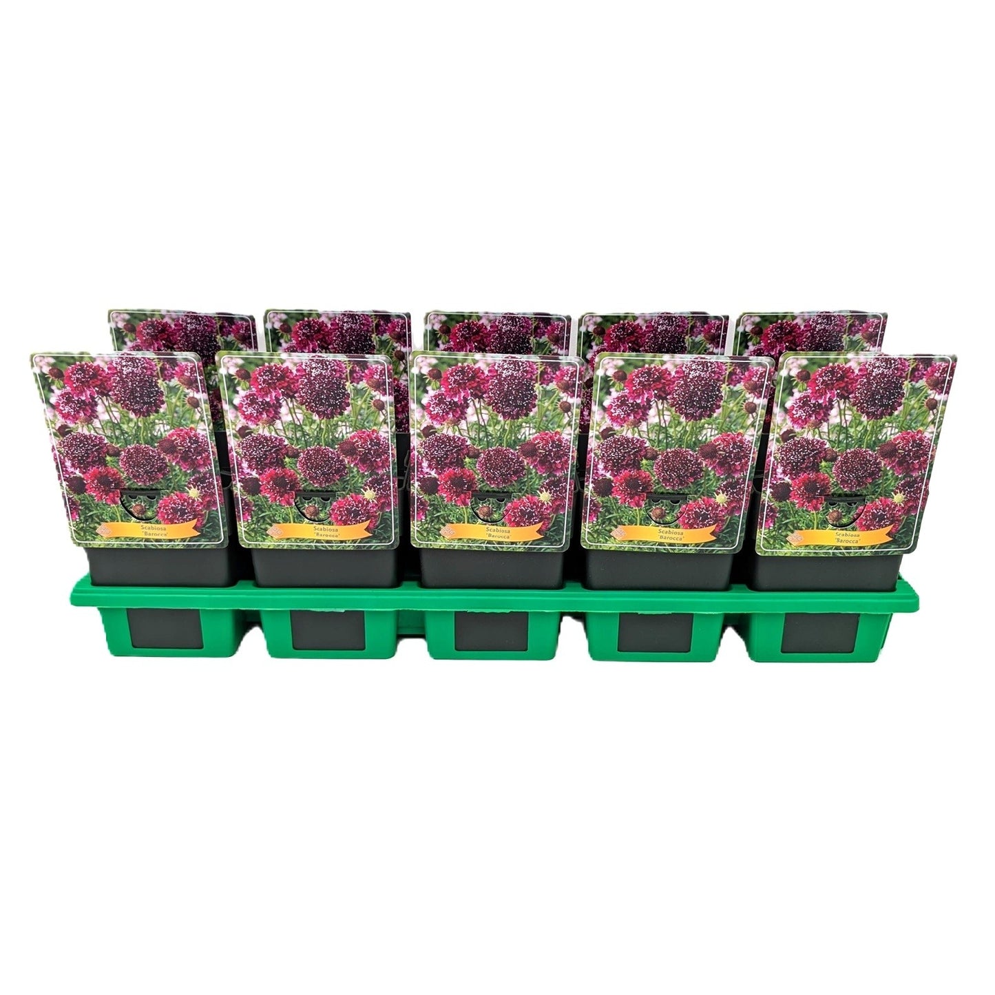 Scabiosa columbaria 25cm 11cm Pot