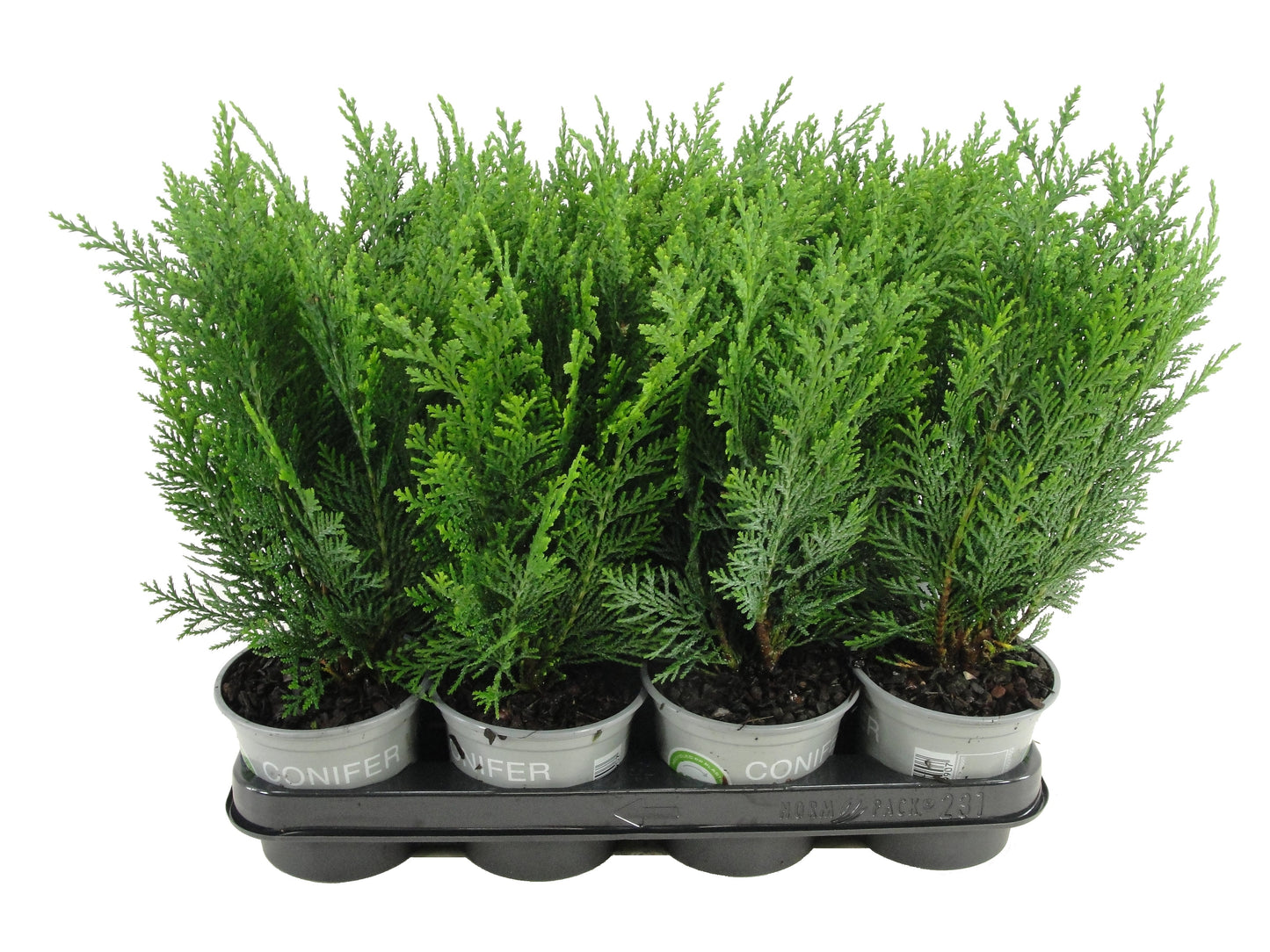 Chamaecyparis lawsoniana Columnaris 30cm 11cm Pot