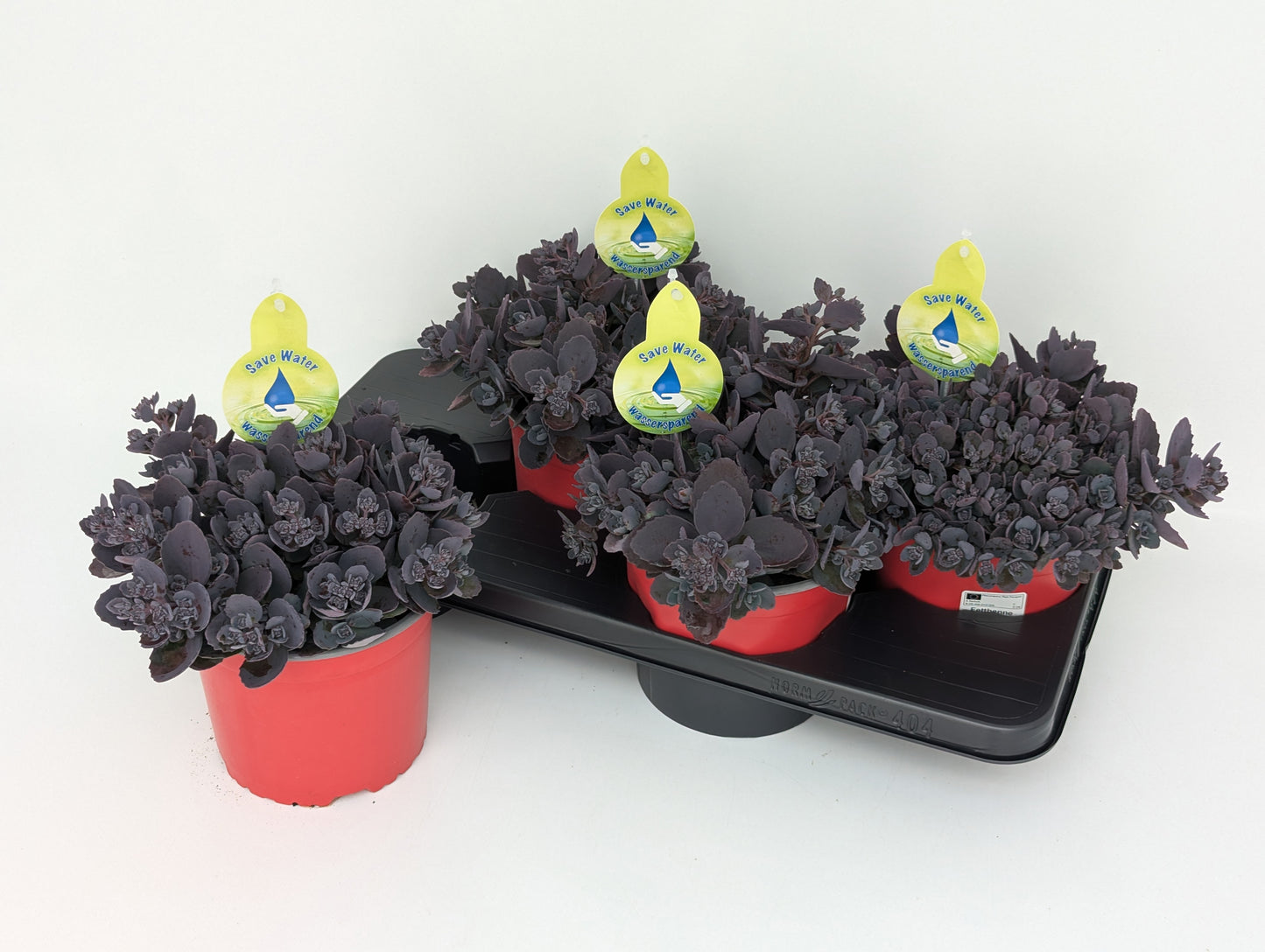 Sedum mix 32cm 17cm Pot
