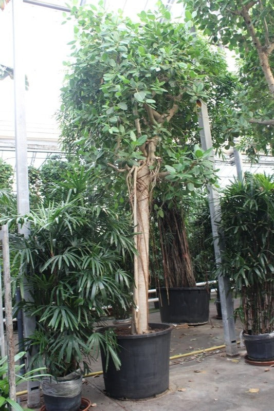 Ficus benghalensis 625cm 102cm Pot