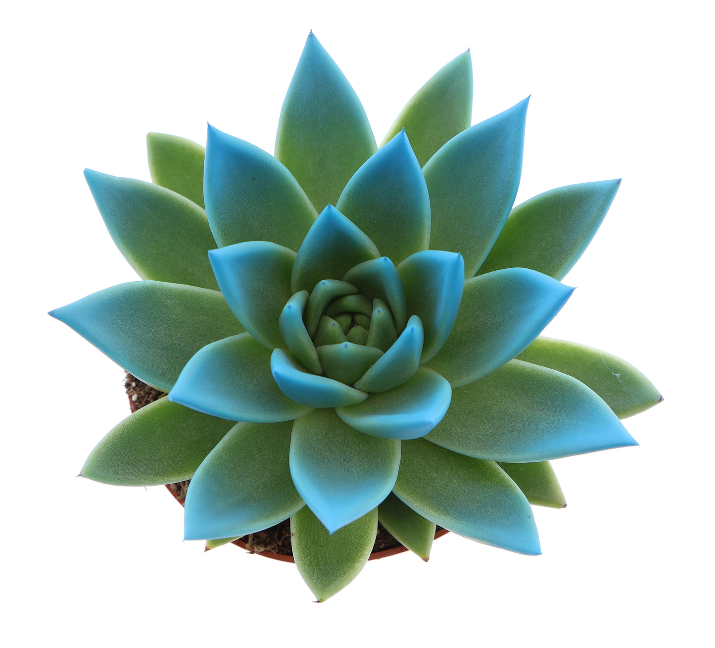 Miranda tips mint 12cm 10.5cm Pot