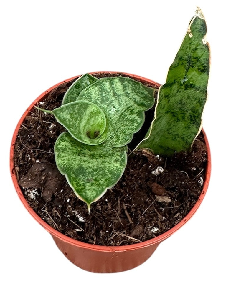 Sansevieria 5cm 6cm Pot