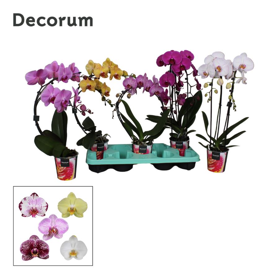 Phalaenopsis Elegant cascade 50cm 12cm Pot